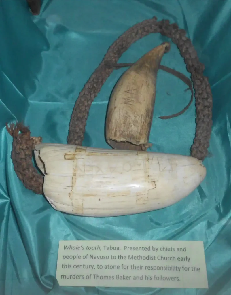 The original tabua presented to the Methodist Church in atonement by the people of Navuso in the early 1900s.